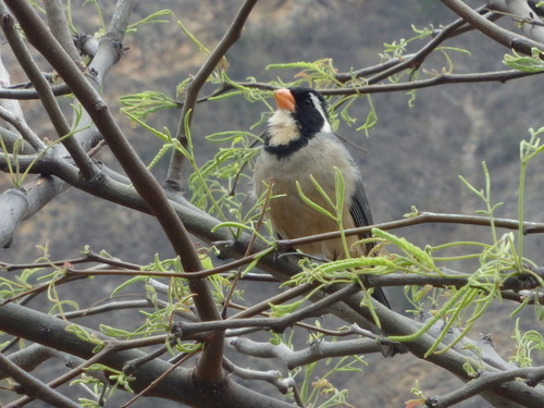 Golden-Billed Saltator.